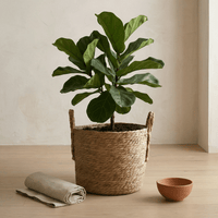 Cache Pot en Rotin Rond avec Anses